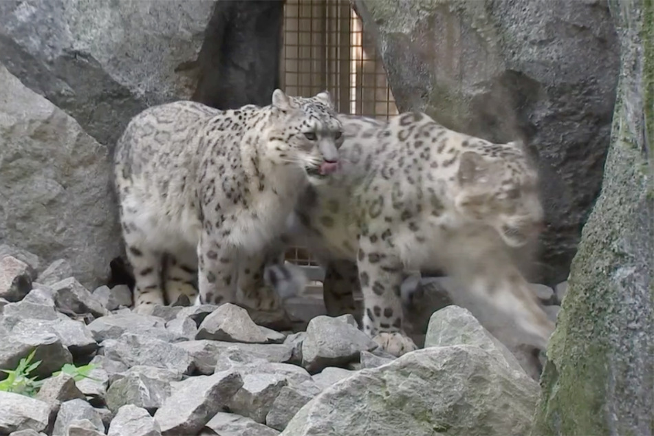 Schneeleopardin Chandra (l.) besucht ihren Askar regelmäßig im Außengehege, wenn ihr Nachwuchs schläft.