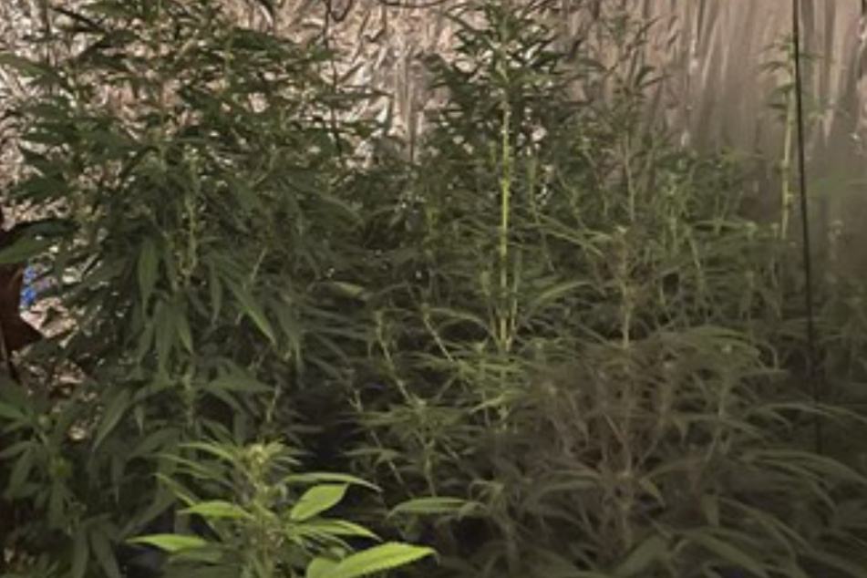 Bei Hausdurchsuchung in Frechen: Polizei nimmt Marihuana-Plantage hoch!