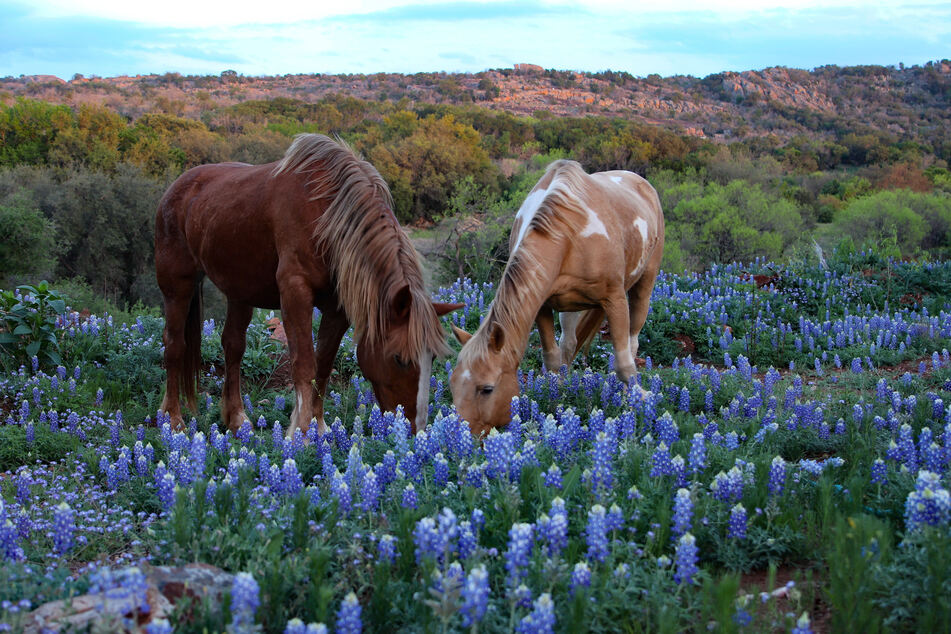 Texas Eclipse 2024 will offer music, art, technology, and space activations in the Texas Hill Country.