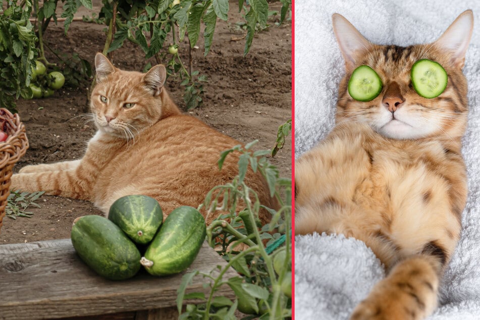 Why are cats scared of cucumbers?