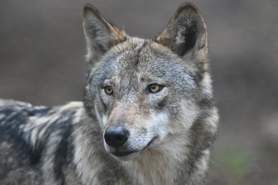 Der europäische Wolf (Canis lupus) ist die Wolfsart, die in Hessen lebt.
