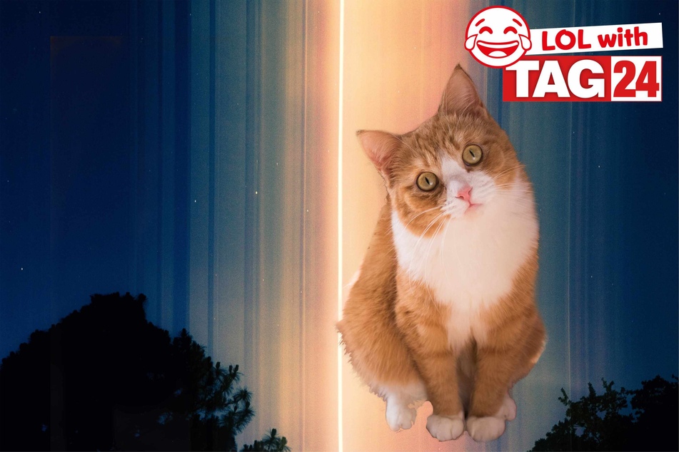 Today's Joke of the Day is an out-of-this-world cat adventure!