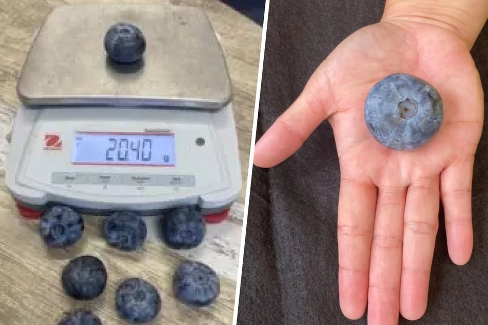 Monstrous blueberry earns world record as heaviest of its kind