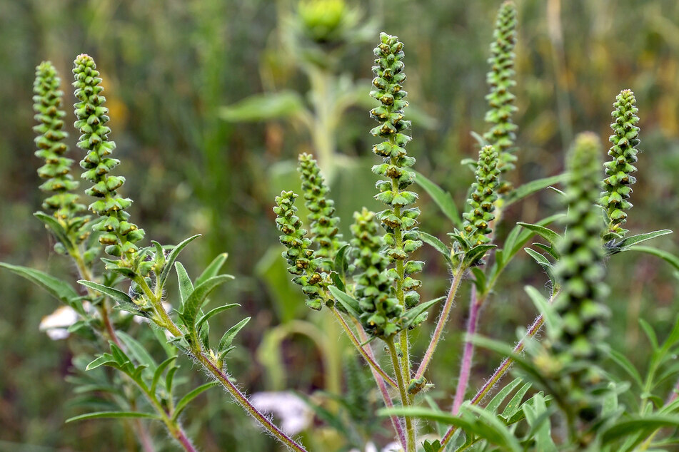 Beifuß-Ambrosiapflanzen (Ambrosia artemisifolia) in einem Sonnenblumenfeld. Die Ambrosia-Pflanze kann Allergien auslösen.