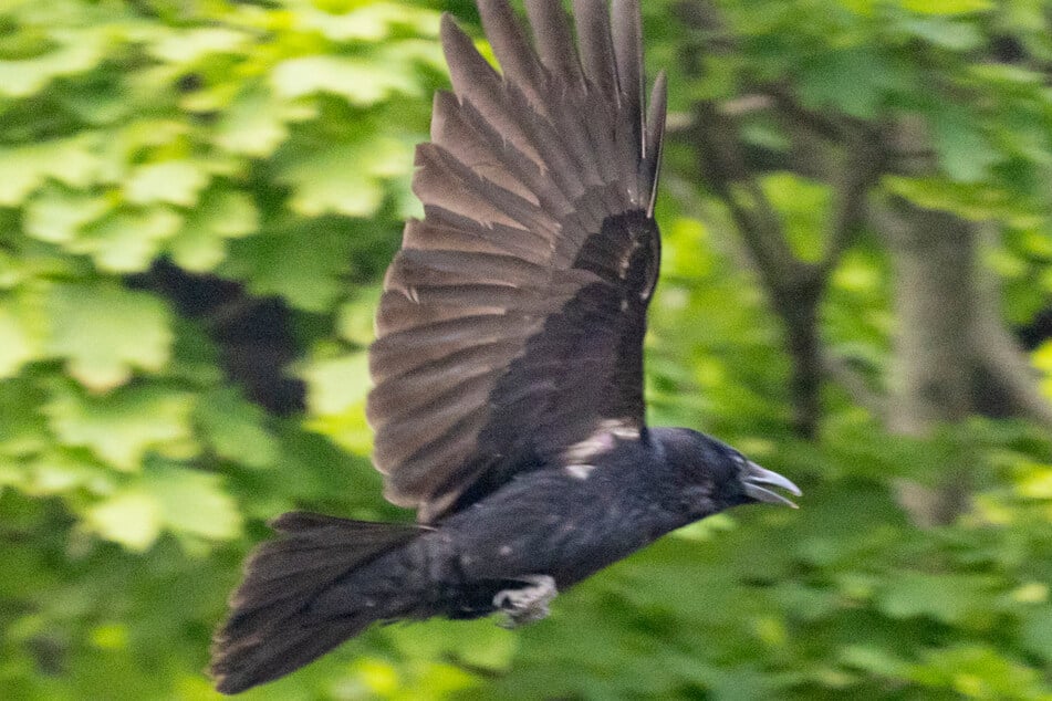 Die Krähen fliegen zwischen den Bäumen am Landtag umher, wo sie auch ihren Nachwuchs aufziehen.