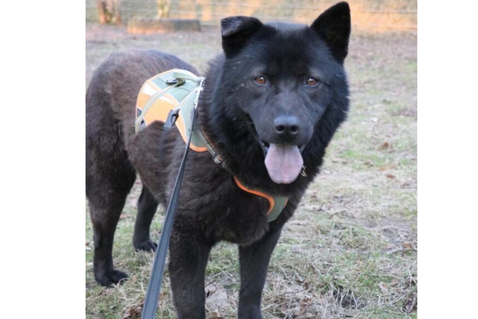 Henriette szuka domu u osób z doświadczeniem w opiece nad psami.