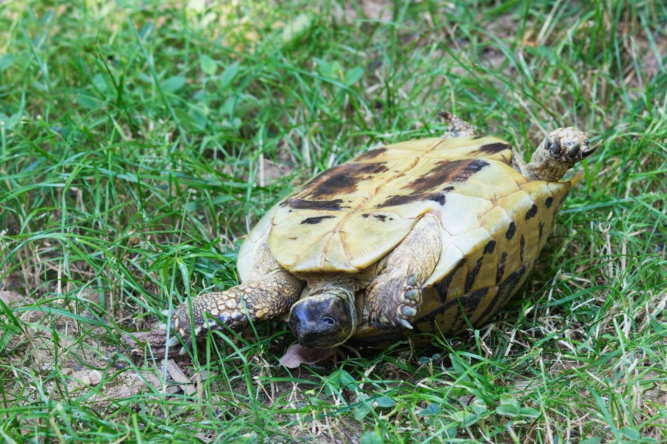 Liegt eine Schildkröte auf dem Rücken, kann es brenzlig für sie werden.