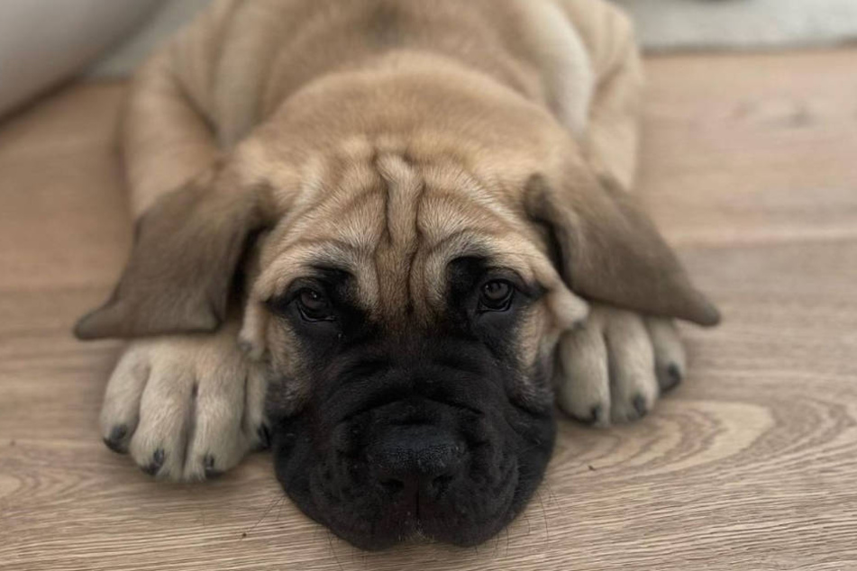 Hund Prince zog jüngst im Hause Lombardi-Rypa ein und wird wohl eines Tages zu einem stattlichen Kerlchen heranwachsen.