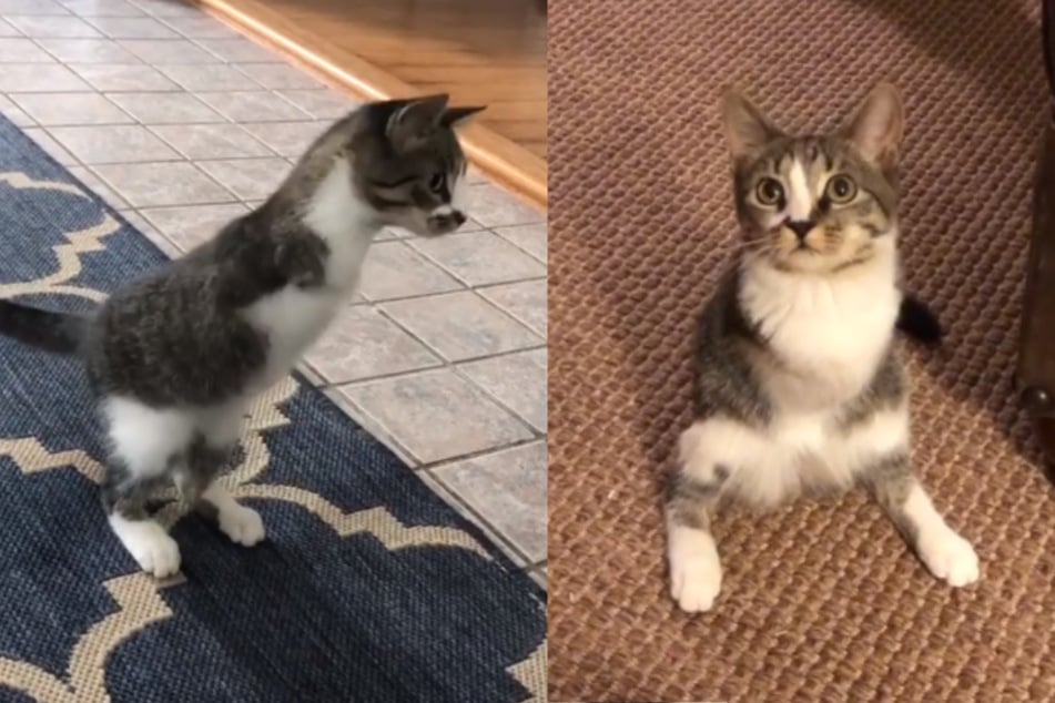 Katze bewegt sich wie ein Känguru, da sie keine Vorderbeine hat
