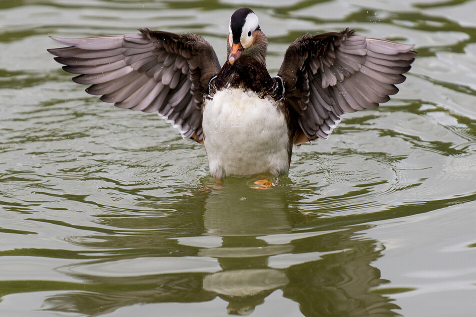 Im Amerika Tierpark in Limbach-Oberfrohna wurde bei einer toten Ende die Vogelgrippe nachgewiesen (Symbolbild).