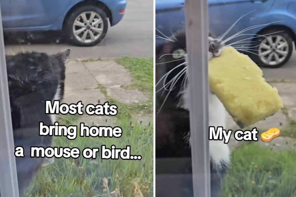 Statt Mäuse und Vögel: Katze "jagt" Putzschwämme.