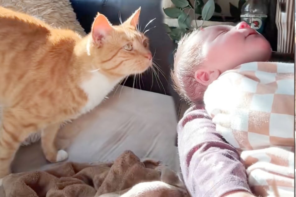 Katze trifft zum ersten Mal auf Baby: Was die Samtpfote dann macht, ist herzzerreißend süß