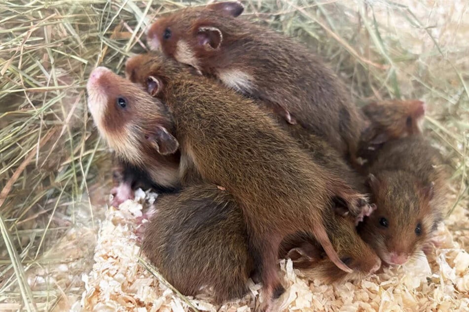 Auf der eigenen Zuchtstation des Zoos freuen sich die Tierpfleger dabei regelmäßig über Nachwuchs. (Archivfoto)