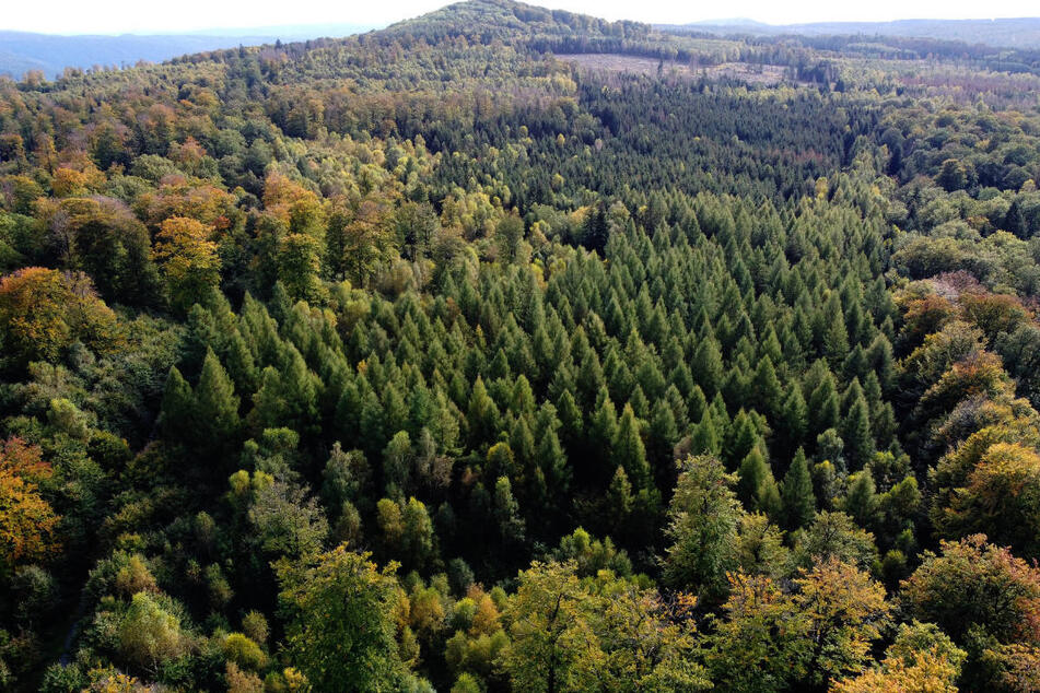 Blick auf den Friedwald Reinhardswald in Nordhessen. Er war der erste Bestattungswald in Deutschland.