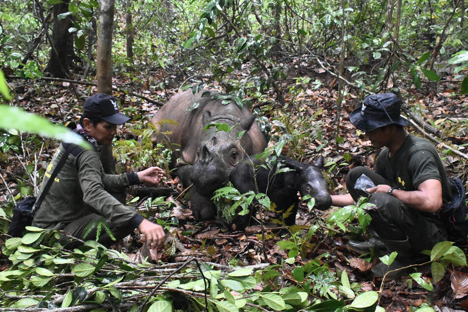 Im indonesischen Nationalpark kam ein Sumatra-Nashorn zur Welt.