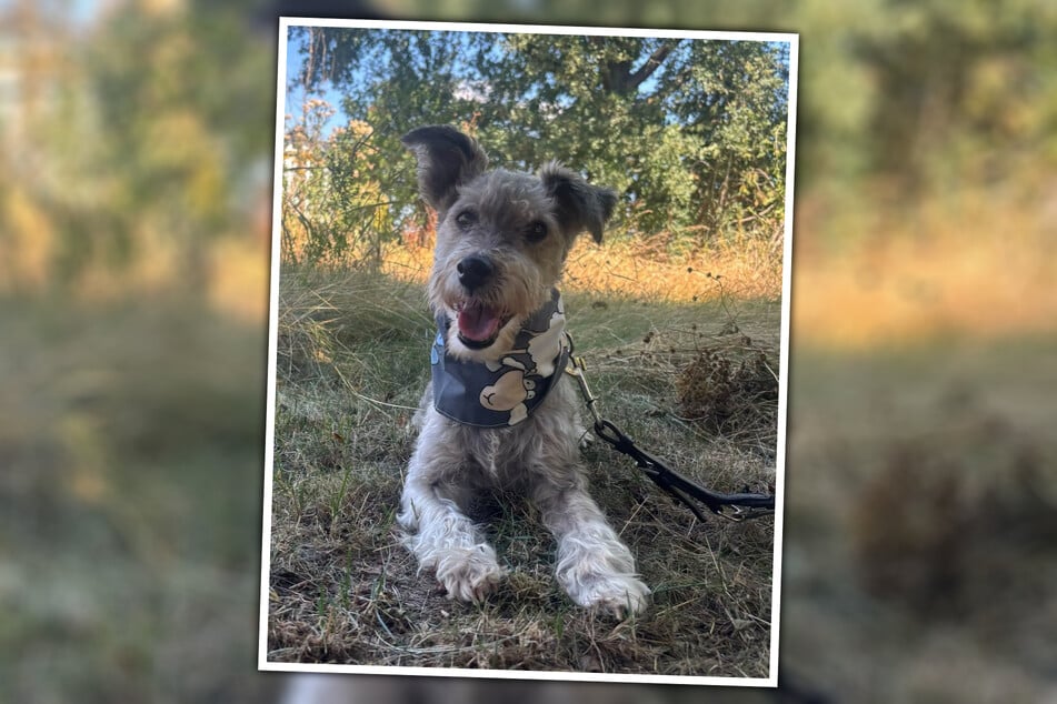 Der Hunde-Opi Struppi sei ein echter Sonnenschein.