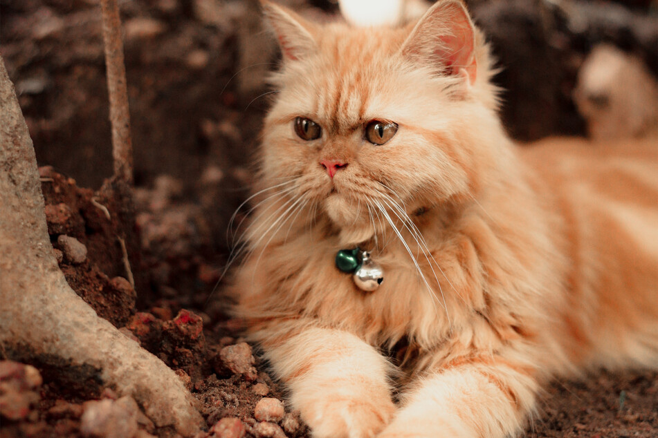 Persian Cat Coat Patterns and Colors