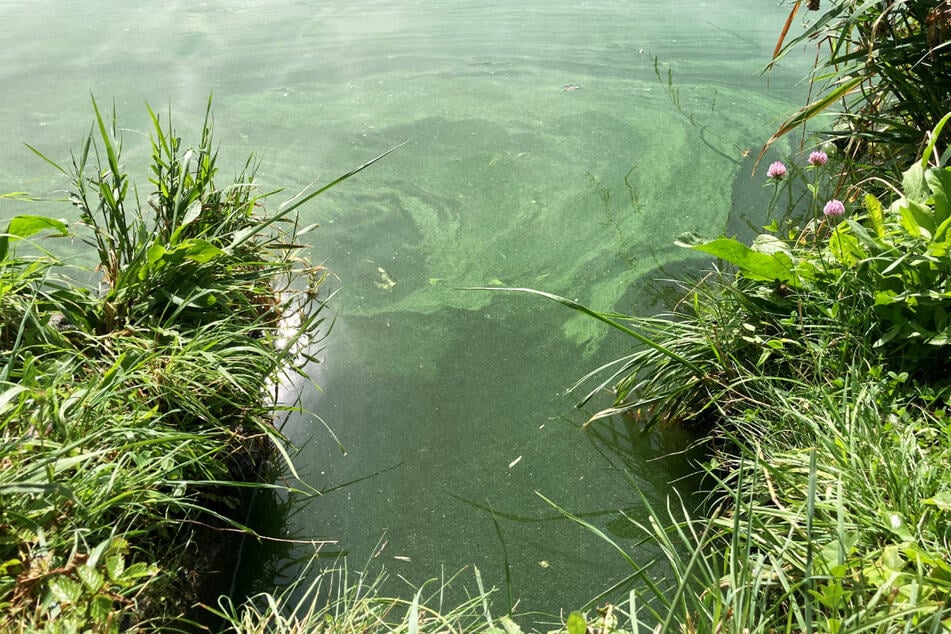 Bläulich-grüne Schlieren im Wasser sind ein sichtbares Zeichen für die Blaualgenblüte (Archivbild).