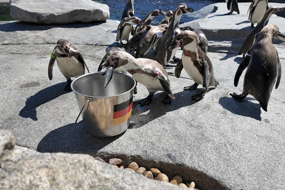 Pinguine gehen im Luisenpark in Mannheim in ihrem Gehege in Richtung zweier mit Flaggen beschrifteter und mit Fischen gefüllter Metalleimer. Die Pinguine tippem auf Deutschland.