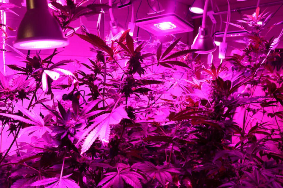 Zeuge entdeckt verdächtige Plantage: Polizei stellt 31 Cannabispflanzen sicher - Dealer verhaftet!