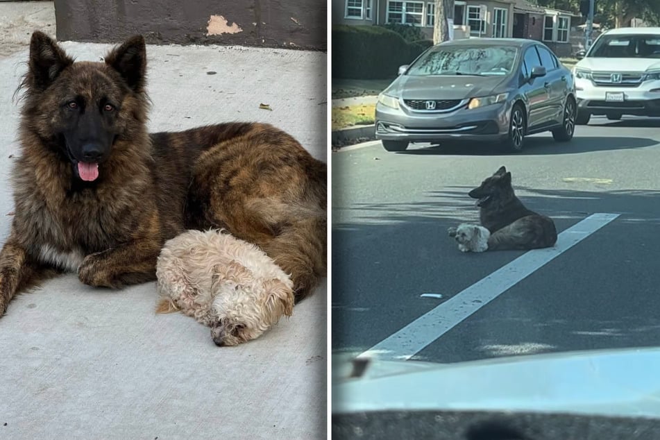 Hunde sitzen mitten auf Straße: Was Retterin dann herausfindet, hat sie nicht erwartet
