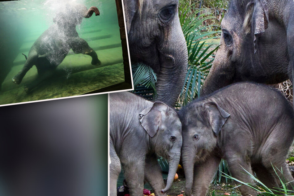 Badespaß bei den Leipziger Elefanten - doch dann kommt es beinahe zum Familien-Streit