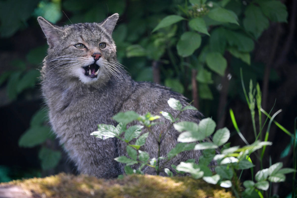 Mit 47 identifizierten Wildkatzen hat der Taunus die zweithöchste Wildkatzendichte in Deutschland.