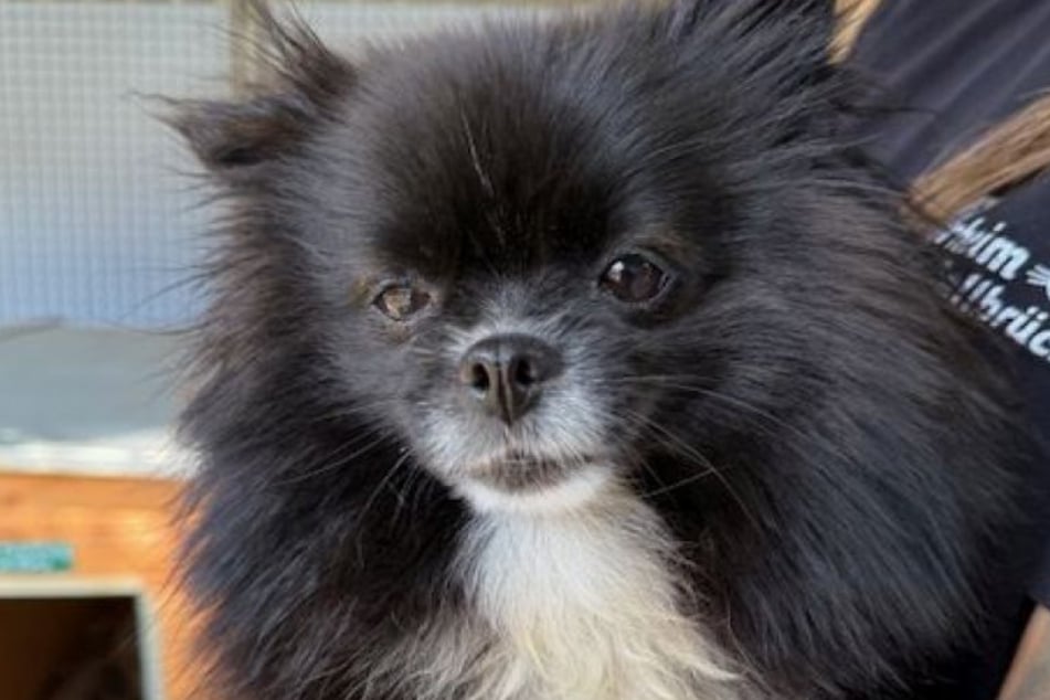 Minispitz-Hündin Princessa wurde aus schlechter Haltung sichergestellt und landete daraufhin im Tierheim Köln-Dellbrück.
