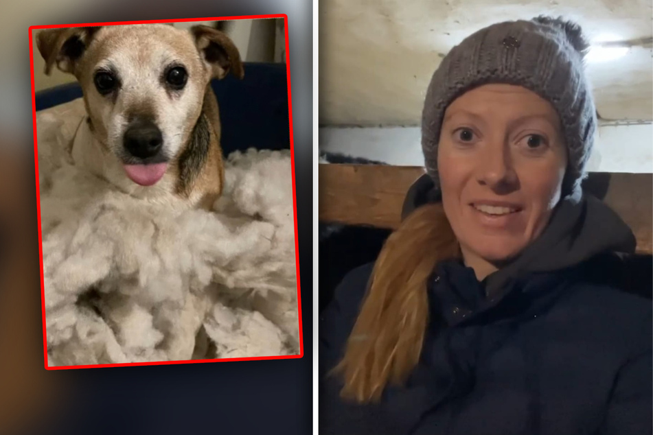 Denise Munding ertappt Hund bei Missetat: Sein Blick sorgt für großen Lacher