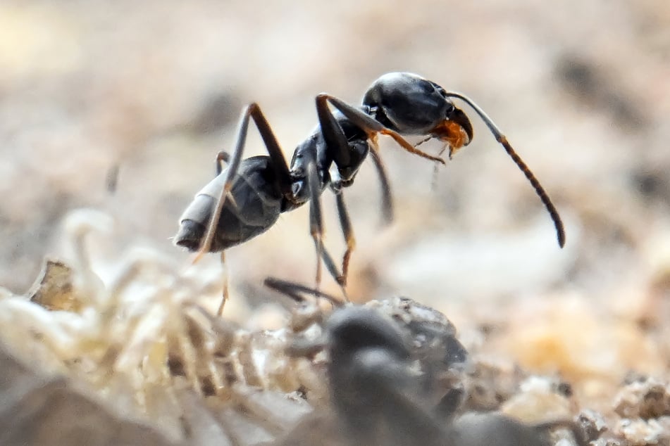 Der Verdächtige wollte Tausende Ameisen außer Landes bringen - offenbar für den Verkauf an Sammler. (Symbolbild)