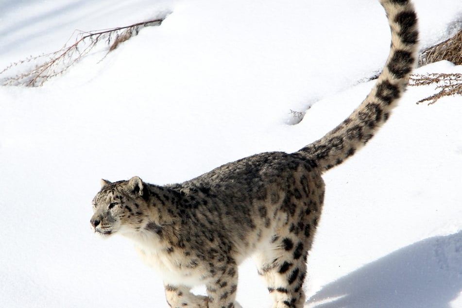 "Expedition Schneeleopard" - eine Reise in die Welt der gefährdeten Großkatze. (Archivbild)