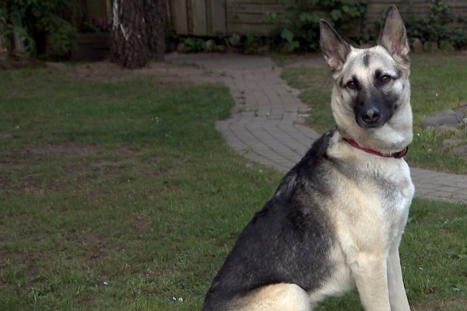 "Traumhund" Abby sucht neue Besitzer mit besonderem Spielzeug