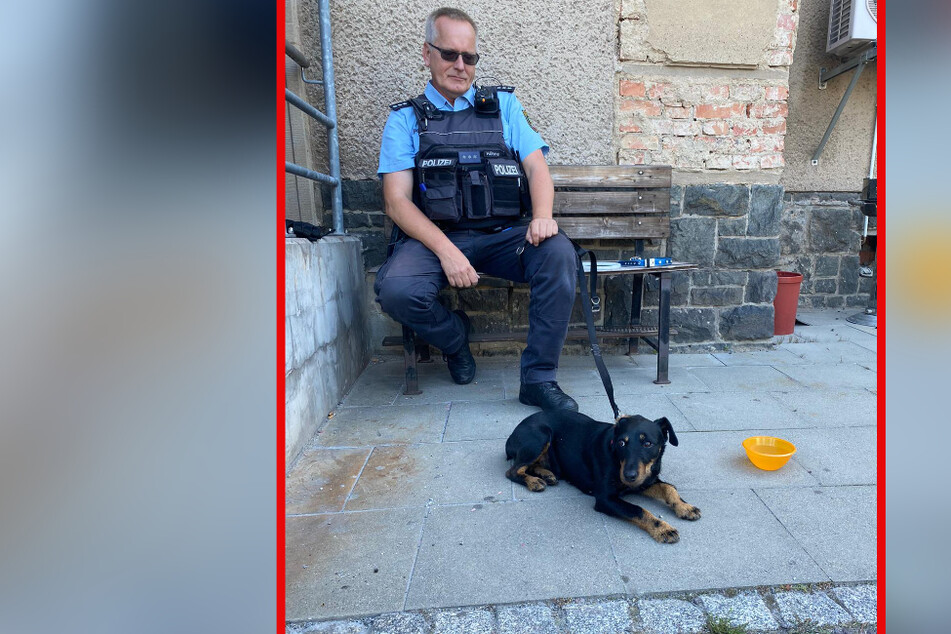 Bad to the bone: Die kleine Hündin ist häufiger "solo" unterwegs.