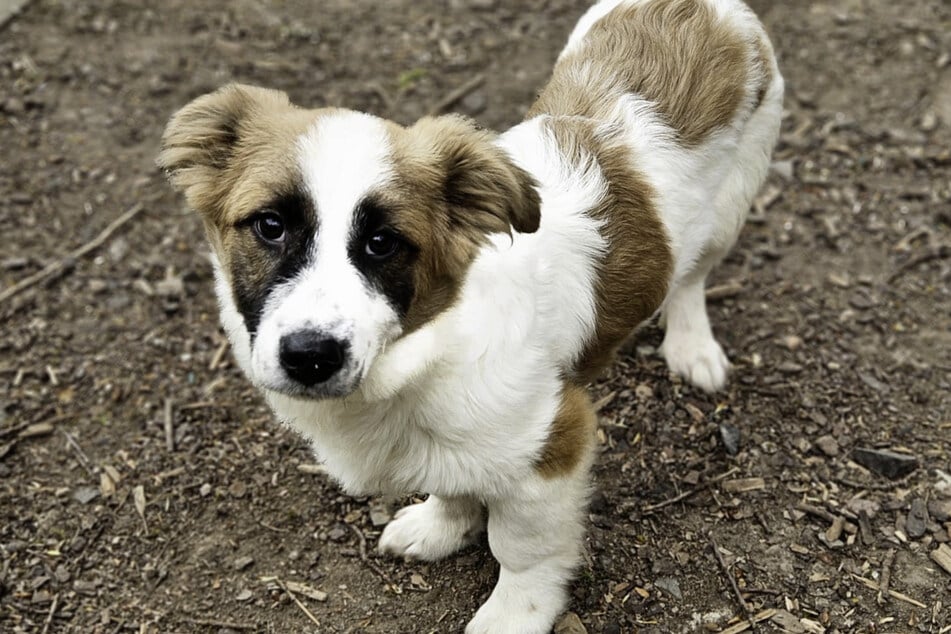 Mit anderen Hunden kommt Jasper sehr gut klar. Kinder sollten nicht mehr ganz so klein sein.