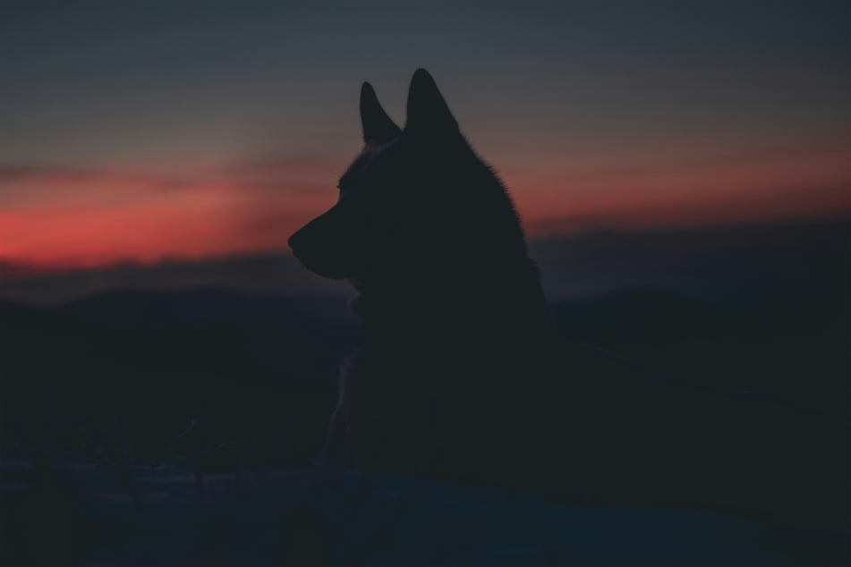Can dogs see well in the dark, or are they "night blind" like humans?