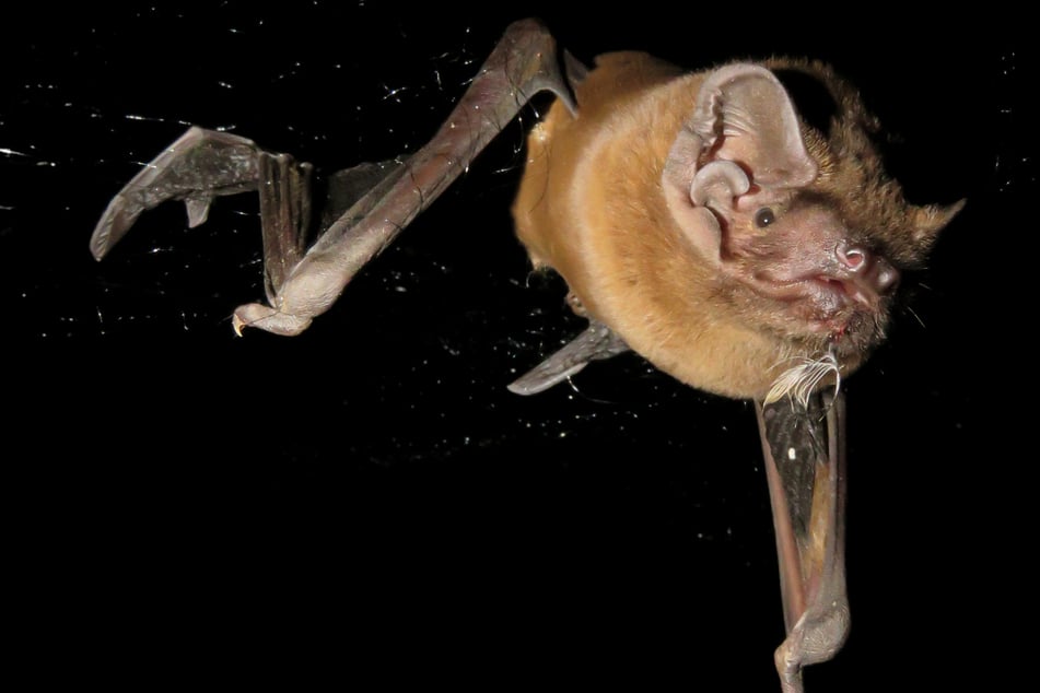 Los científicos demuestran: el murciélago más grande de Europa caza aves migratorias de noche y les arranca las alas.
