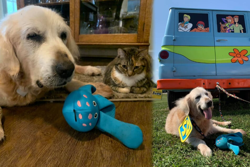 The golden retriever won't leave the house without his stuffed blue friend.