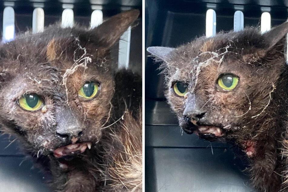 Tierheim-Schock! Bei dieser verwahrlosten Katze stockt Tierrettern der Atem