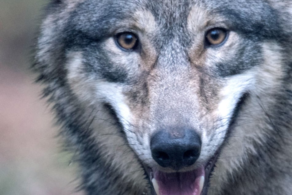 Wölfe: Ist es ein Wolf oder ein Hund? Totes Tier auf Autobahn gefunden