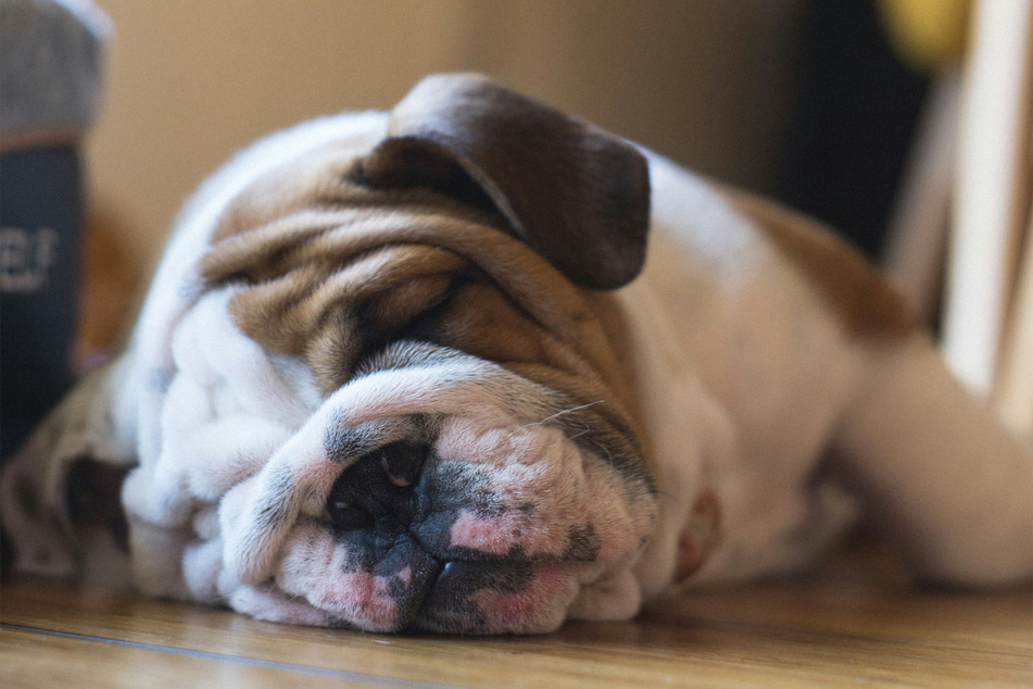 With targeted and rapid treatment, your dog's hypothyroidism won't do too much damage.