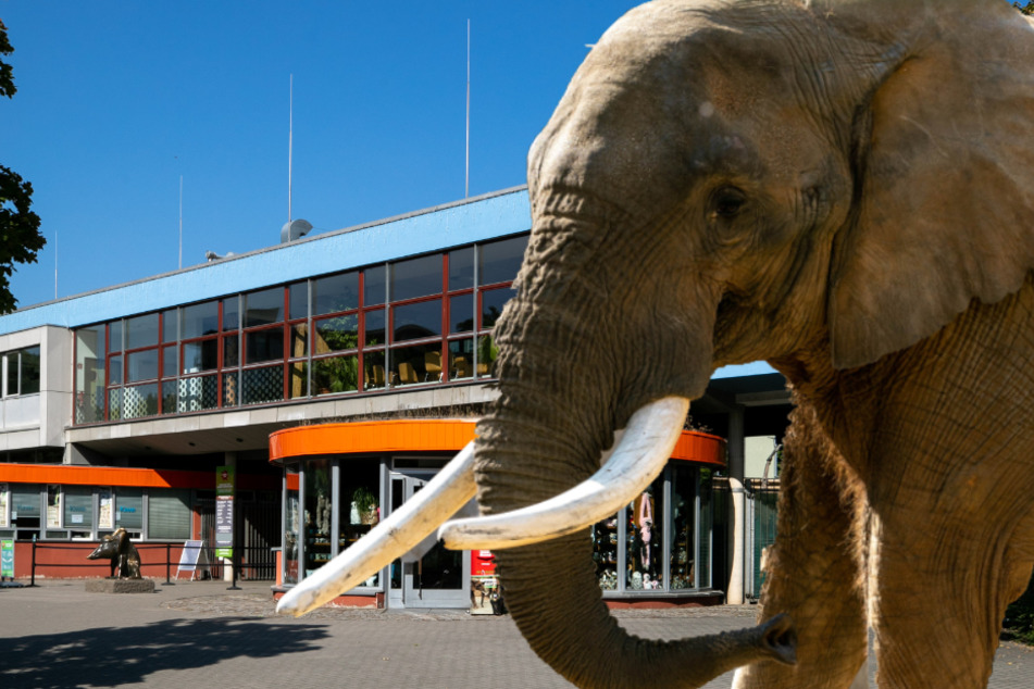 Als Callboy versagt: Dresdner Zoo schmeißt Elefanten-Zuchtbullen Tembo raus