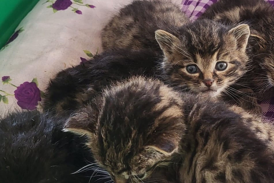 Cachorros de gato encontrados: el refugio necesita ayuda urgente