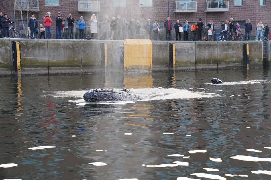 Im Hafen von Wismar ist ein Wal gesichtet worden.