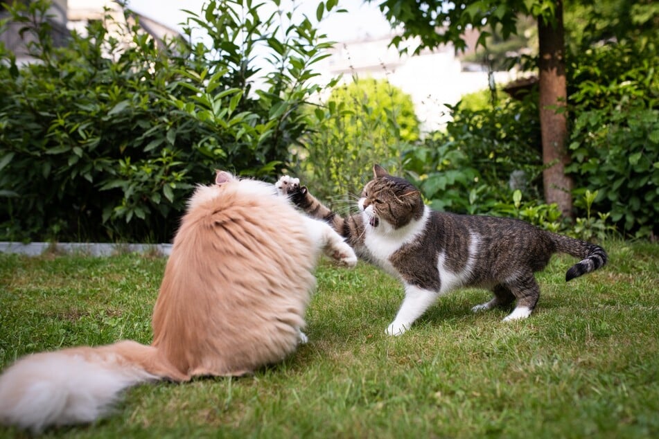 Achte darauf, ob die Katzen beim Schlagen mit den Pfoten die Krallen ausfahren. Wenn sie das tun, kannst Du sicher sein, dass die Katzen kämpfen.