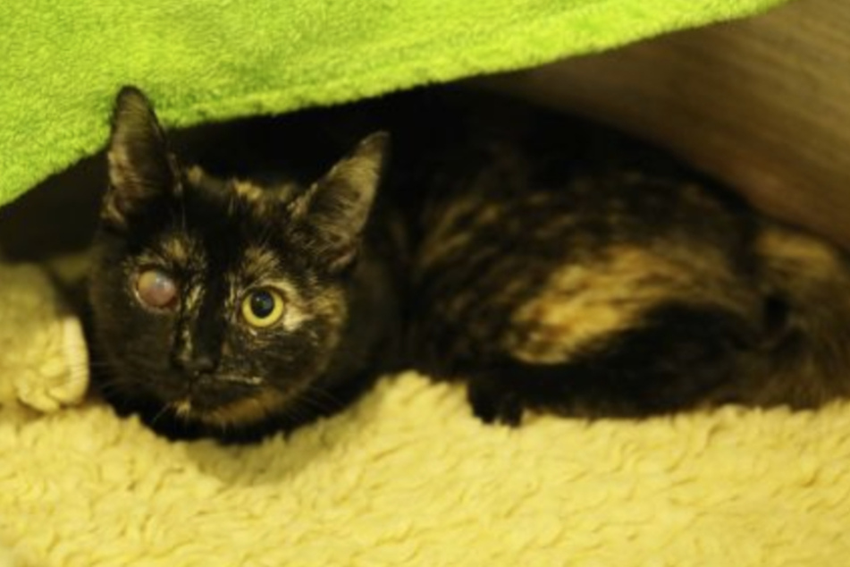 Das junge Katzenmädchen Raya lebt seit Juni im Berliner Tierheim. Sie ist erkrankt und braucht spezielle Zuwendung.