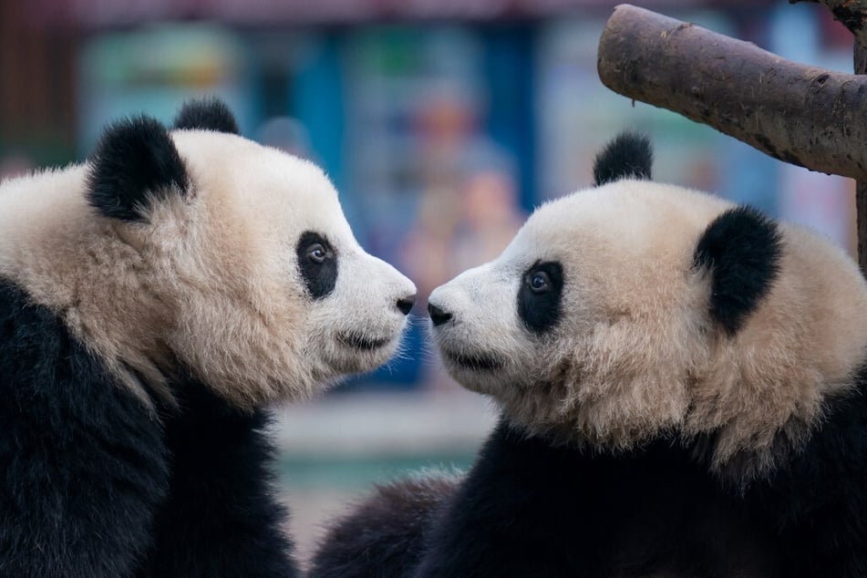 Is China sending more pandas to the San Diego Zoo?