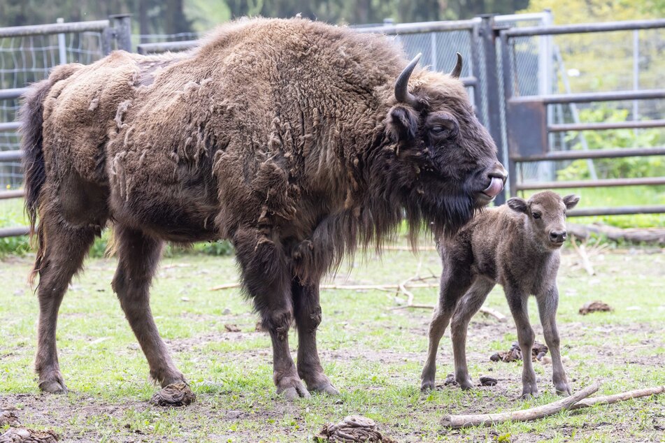 Dieser Wisent ist der neueste Bewohner.