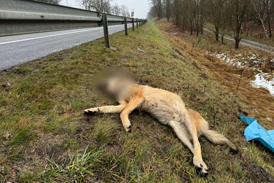 Die Tiere überlebten den Unfall nicht.
