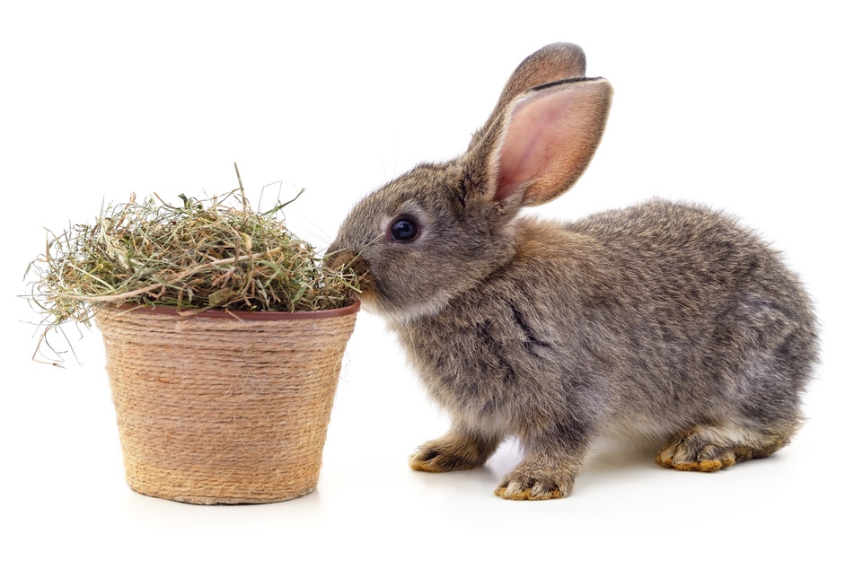 Was fressen Kaninchen? Im Winter freuen sie sich auch über Heu und Kohl- sowie Salatgemüse.