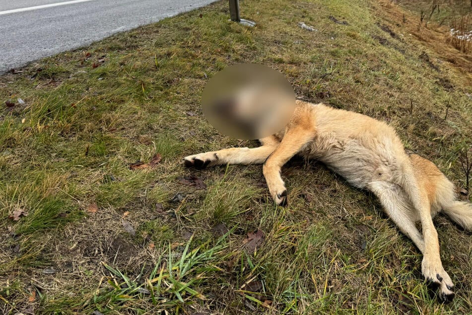 Zwei Wölfe sterben bei Wildunfall im Landkreis Havelland